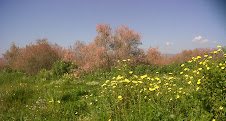 Floraison de tamaris