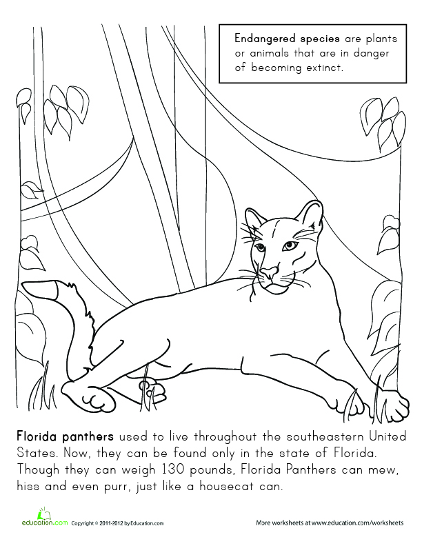 Lori Fagerholm Illustration And Graphic Design Endangered