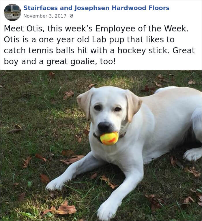 30 Hilarious Dogs That Were The ‘Employees Of The Week’ 30 Hilarious Dogs That Were The ‘Employees Of The Week’