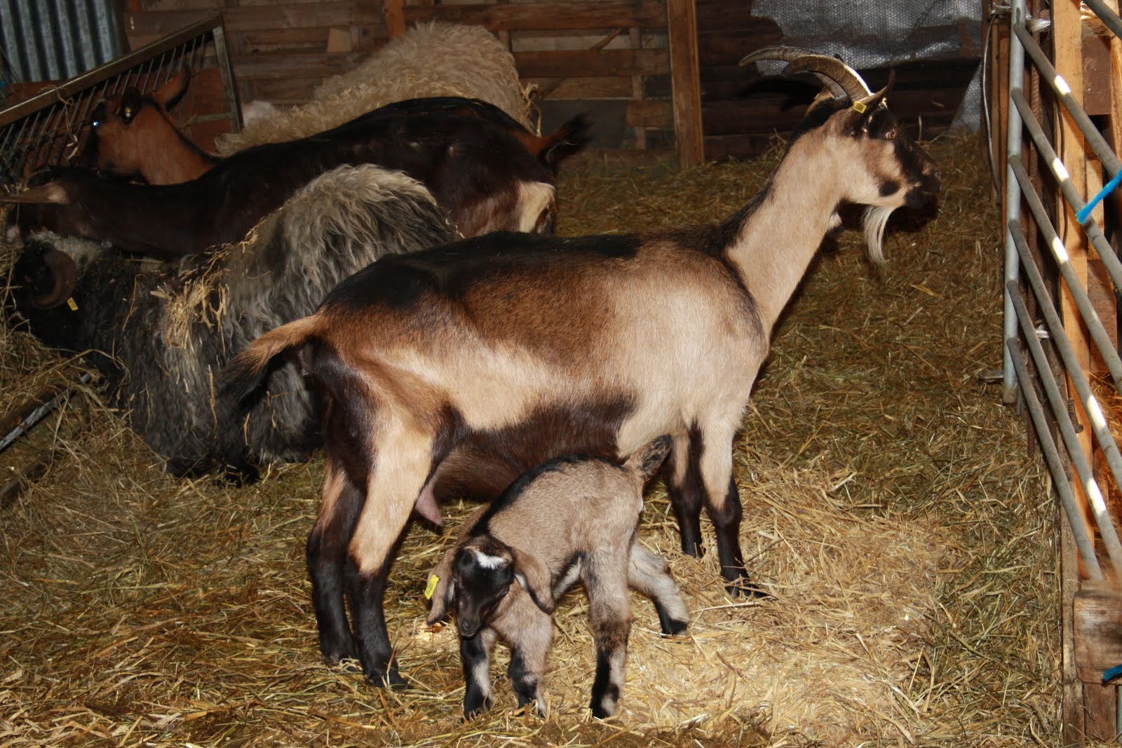 Ferme Bio du Bonheur Les chèvres
