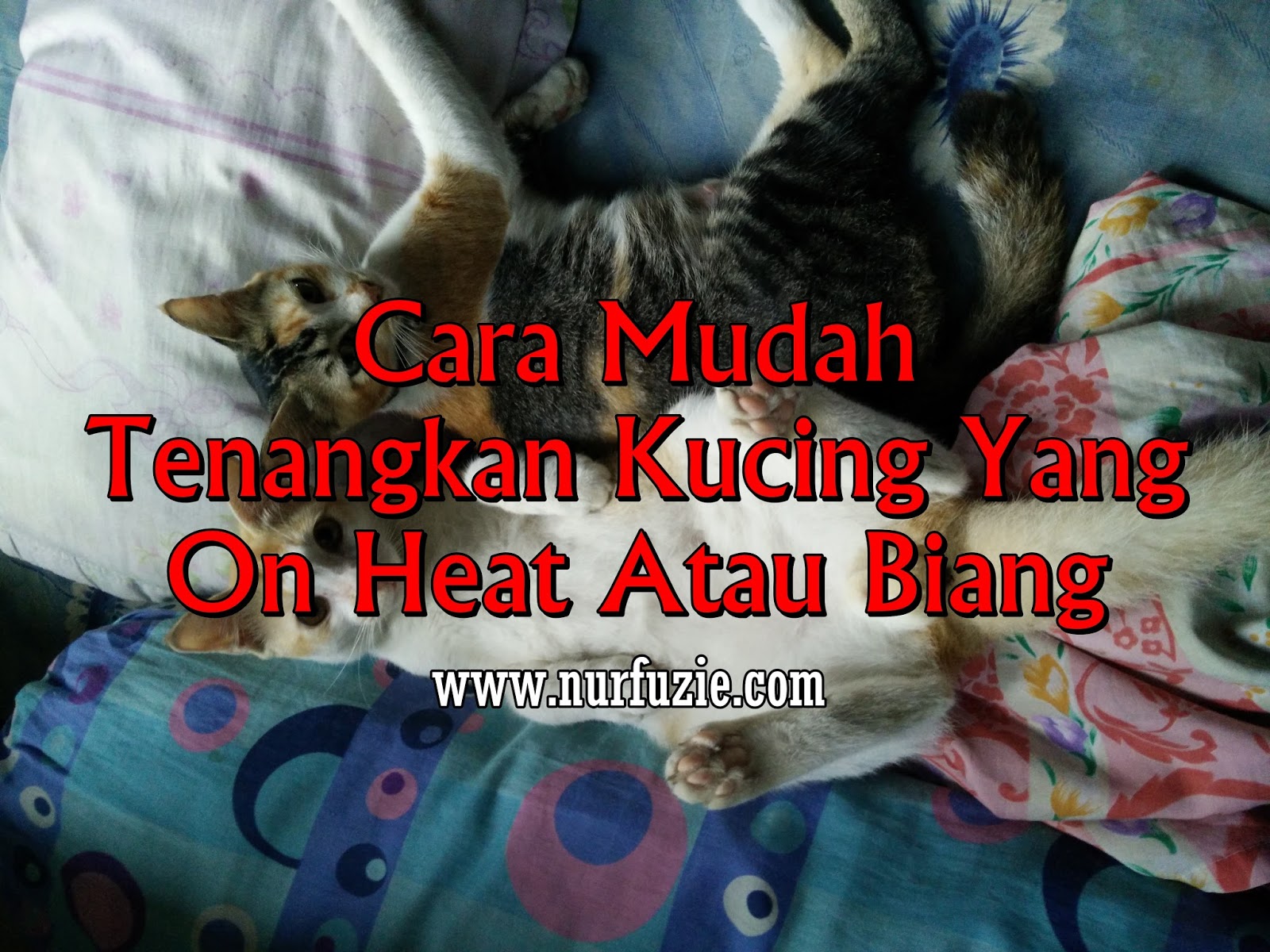 Cara Mudah Tenangkan Kucing Yang On Heat Atau Biang Eintan Nurfuzie Lifestyle Beauty Travel Review Blogger