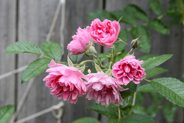 garden, roses, pink grootendorst, autumn flowers, Anne Butera, My Giant Strawberry