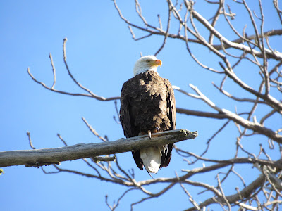 Lassen Volcanic National Park California birding hotspot