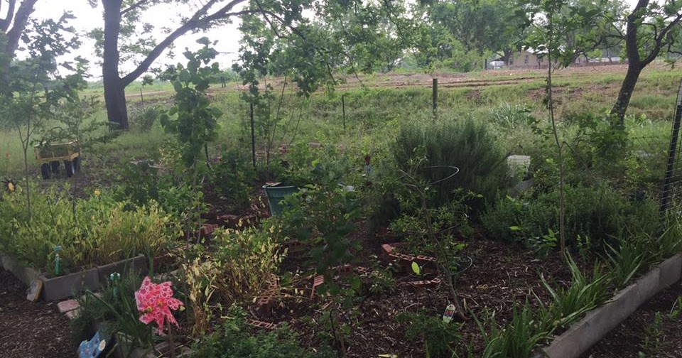Frugalcountrymom Gardening under Pecan trees