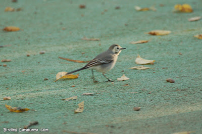 Cuereta blanca (Motacilla alba)