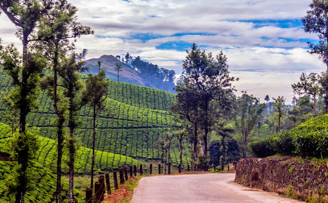 Landscape photo - Valparai, Mudis route - Tea plantation road