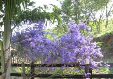 PÁTIO DAS FLORES : Petréia no Jardim