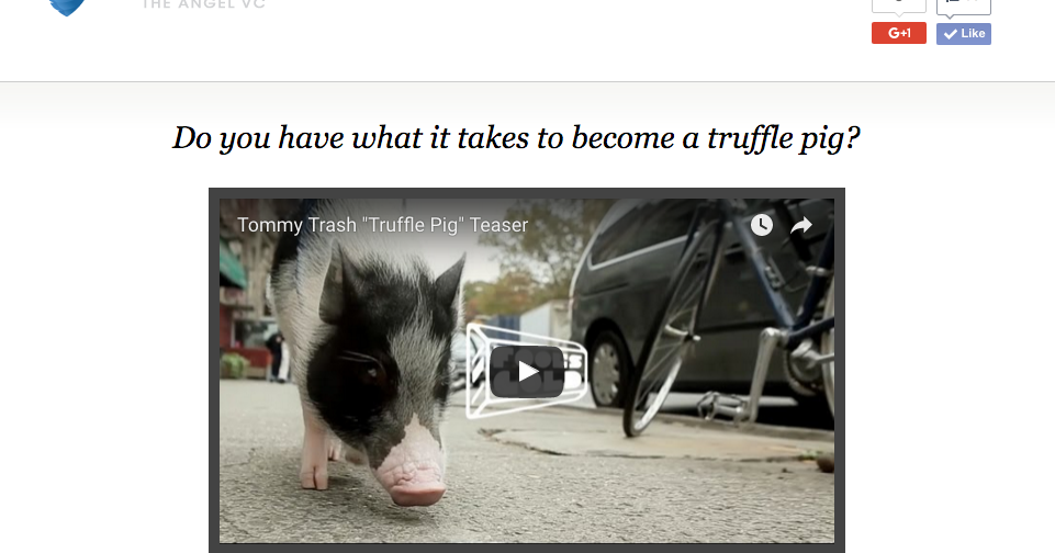 Truffle pig reloaded Point Nine is looking for an Associate