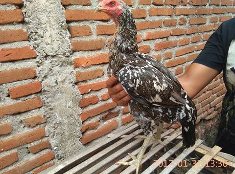 Babon Pukul Mati Babon Pukul Mati