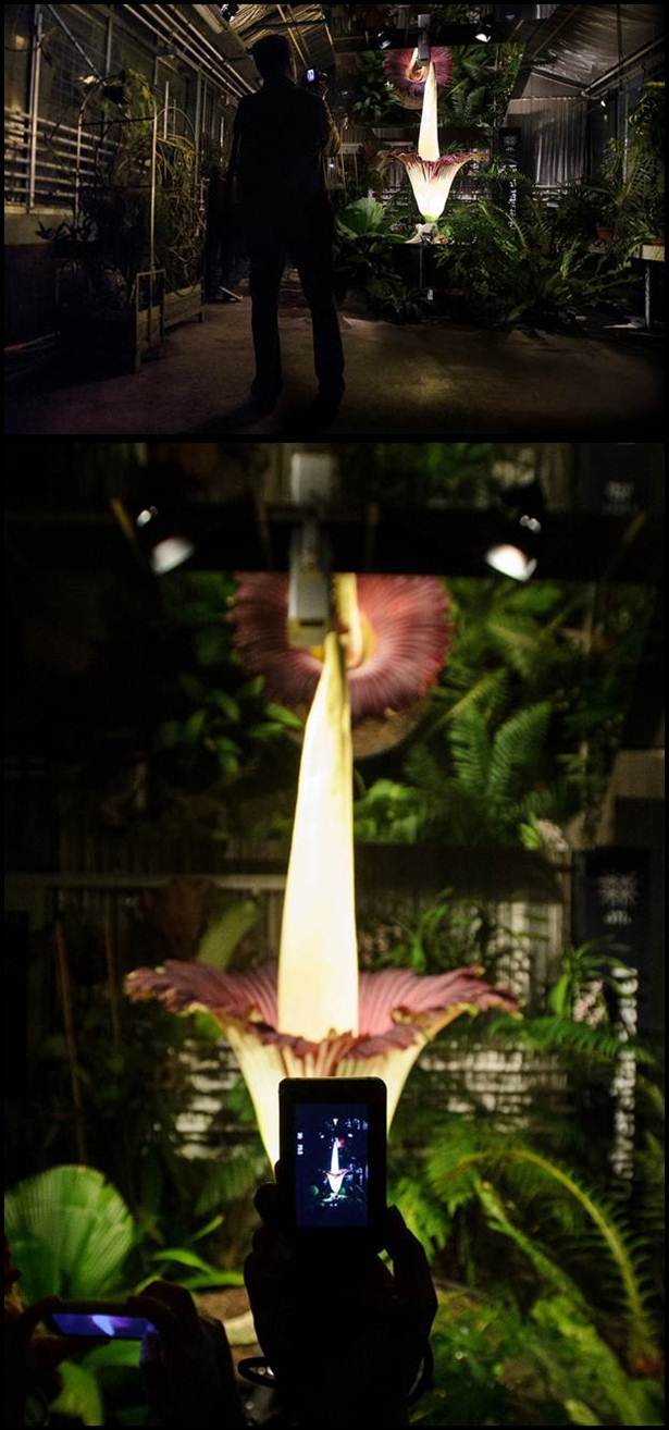 bunga paling besar di dunia amorphophallus titanum
