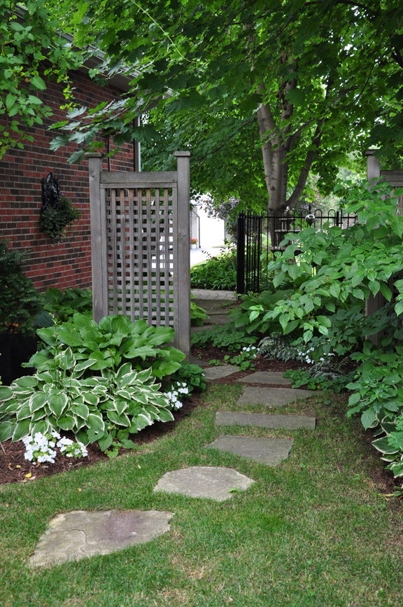 Garden Of Aaron Help Wanted Best Quick Privacy Screening Shrubs