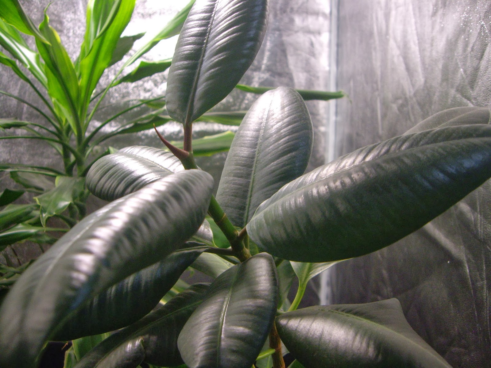 Árbol De Goma Ficus Elastica Tineke - Planta De Interior En Maceta 17 Cm