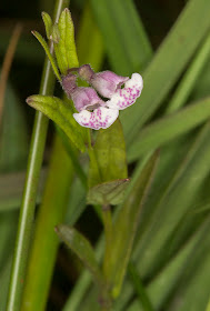 Lesser Skullcap, Scutellaria minor.  Ashdown Forest, 17 August 2012.