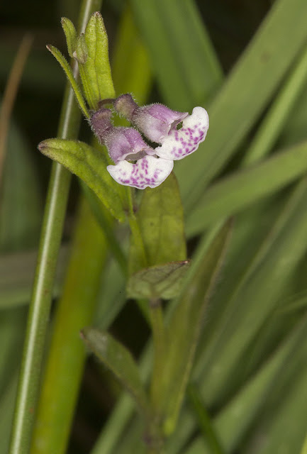 Lesser Skullcap, Scutellaria minor.  Ashdown Forest, 17 August 2012.