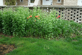 Garden bed choked with garlic mustard and Siberian squill to be renovated by Paul Jung Gardening Services Toronto