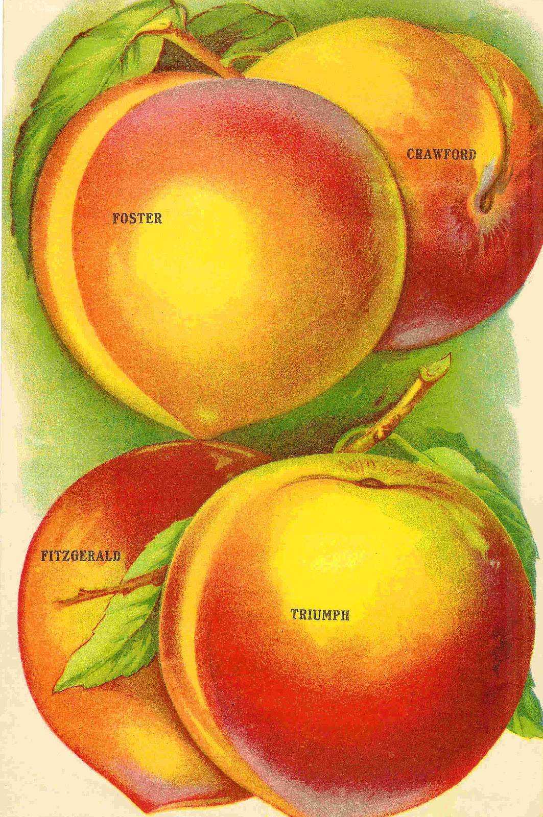 free vintage fruit clip art - photo #47