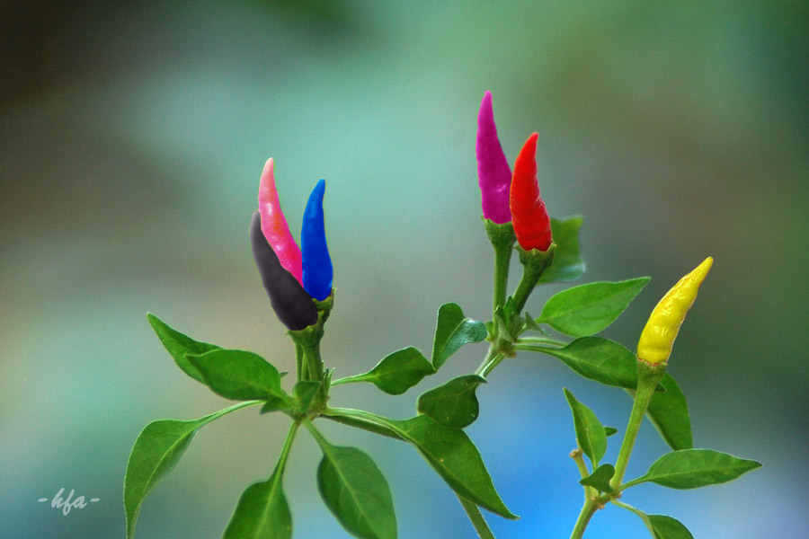 Belajar Bahasa HIKAYAT CABE RAWIT Belajar Bahasa HIKAYAT CABE RAWIT