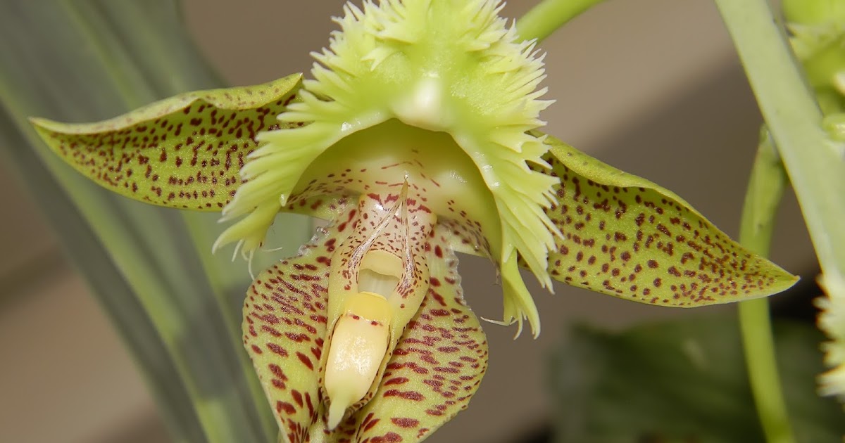 BioPhotos Ivan Pawluk Biodiversidad Catasetum Fimbriatum