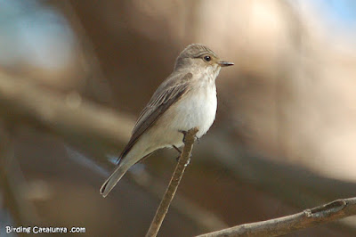 Papamosques gris (Muscicapa striata)