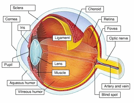 Fadlan Mumtaz Anatomi  Mekanisme dan Akomodasi Retina dan 