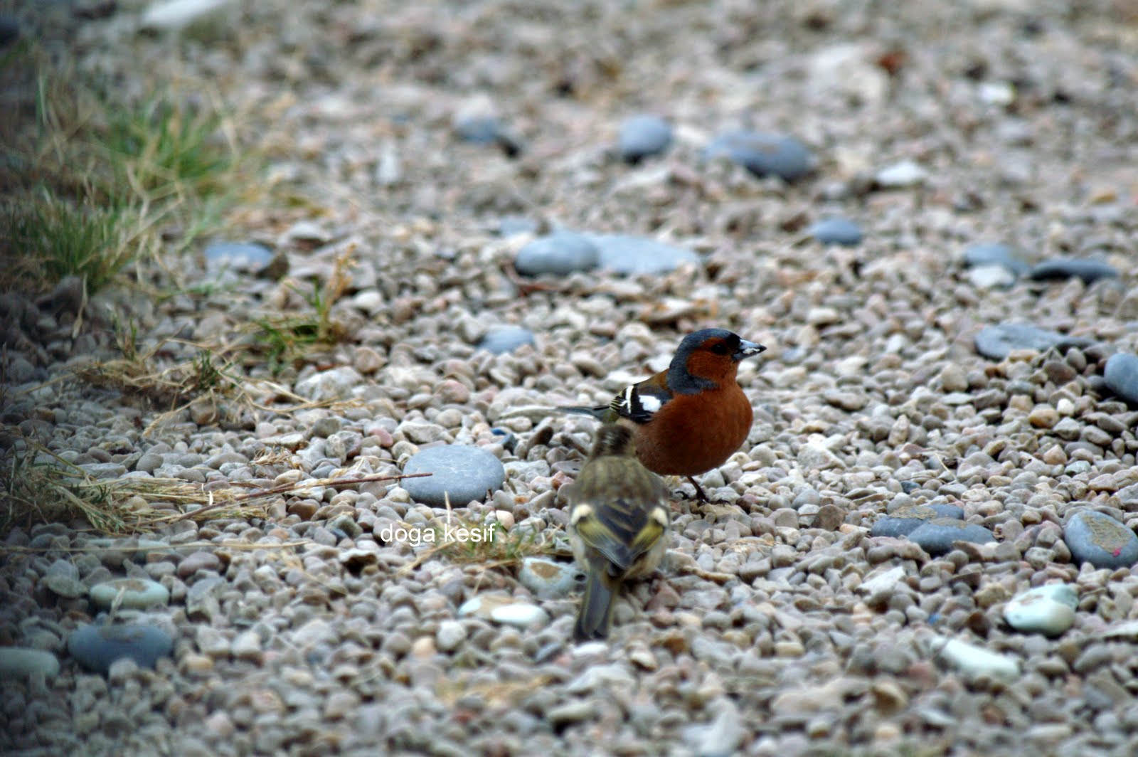 Doğayı Keşfederken Anne yada baba Ispinoz ve yavrularinin hikayesi