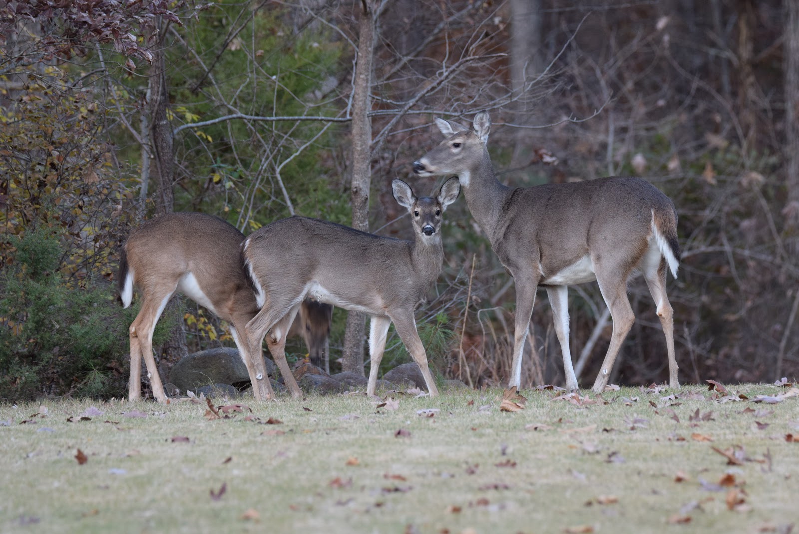 Wildlife Wednesday 1