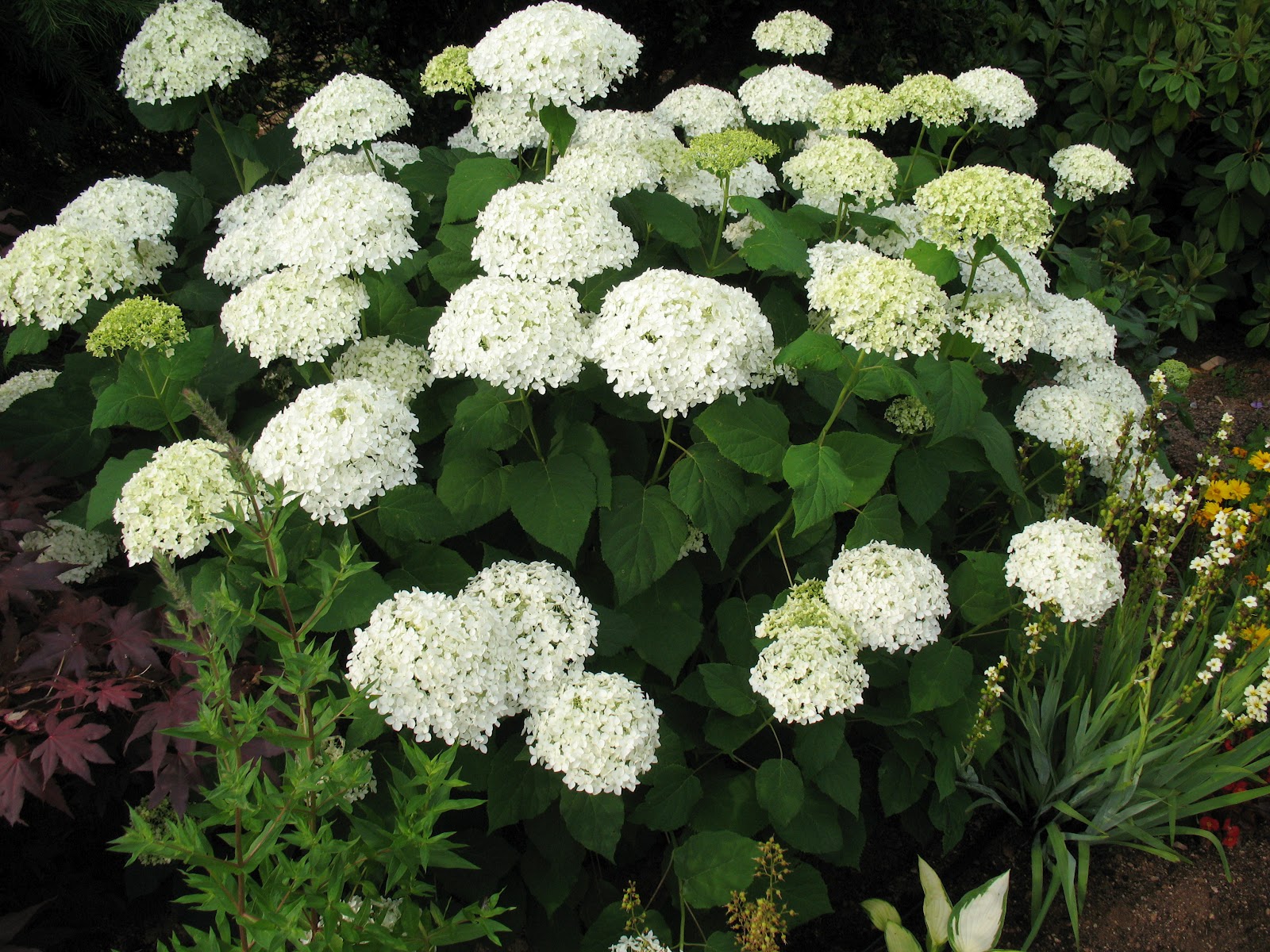 Roses Du Jardin Cheneland Taille Des Hydrangeas