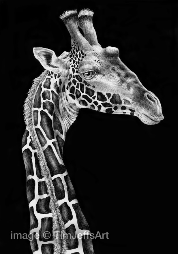 08-Giraffe-Tim-Jeffs-All-Creatures-Great-and-Small-Ink-Drawings-www-designstack-co