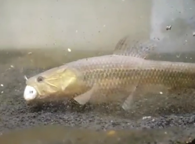 Makanan Malabar Wolffish