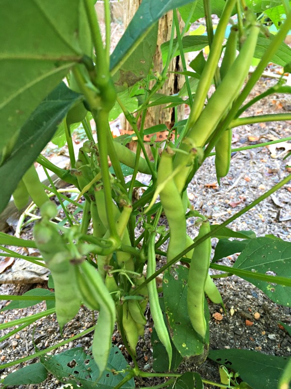 Sue's in the Garden Growing the Groceries Black Turtle Beans