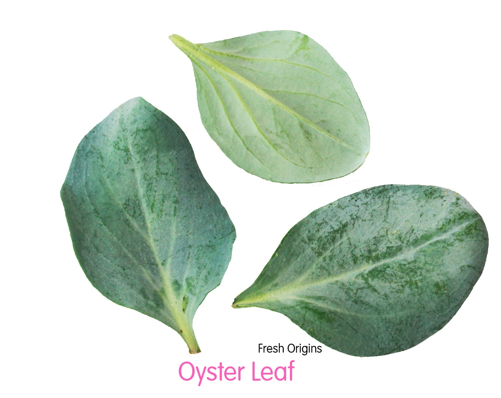 Whom You Know Oyster Leaves by Fresh Origins Given Whom You Know's