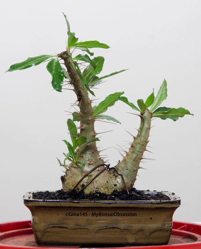 My Bonsai Obsession Can I Bonsai a Cactus?