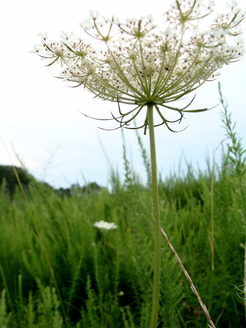photograph of flowering queen anne's lace in a field