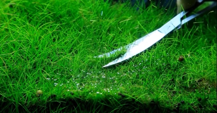 3 Jenis Hair Grass Tanaman Karpet Rumput Aquascape Alam Ikan