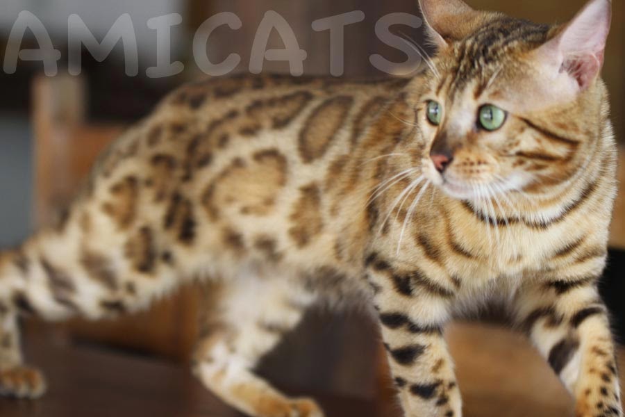 bengal-cat-v-deo-tv-prog-leao-lobo-fotos-videos-pics-comprar-gato-bengal-maine-coon-gato