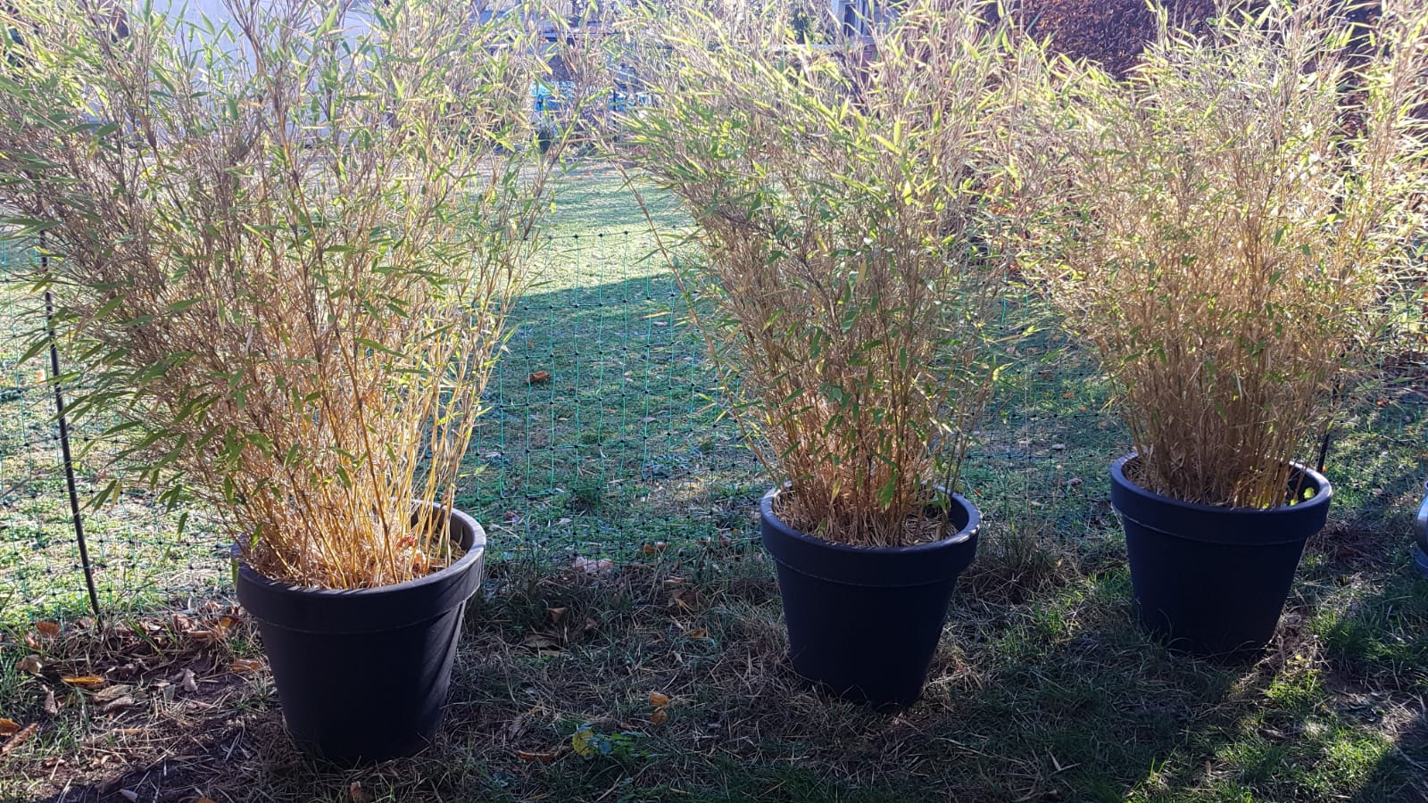 Striedkult Morbide Stimmung In Der Fotografie