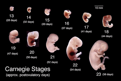 proses kehamilan dari awal hingga melahirkan