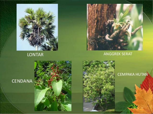 Gambar Flora Fauna Tipe Peralihan Gambar gambar flora