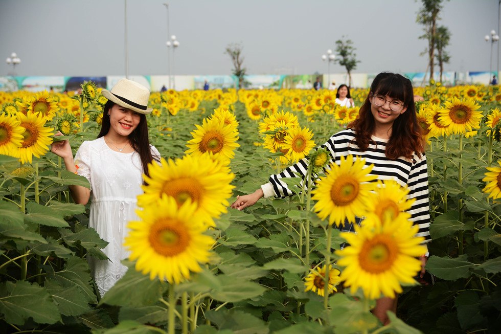 Cùng ngắm cánh đồng hoa hướng dương ở Sài Gòn - Địa điểm chụp hình đẹp nhất Sài Gòn Tp.HCM