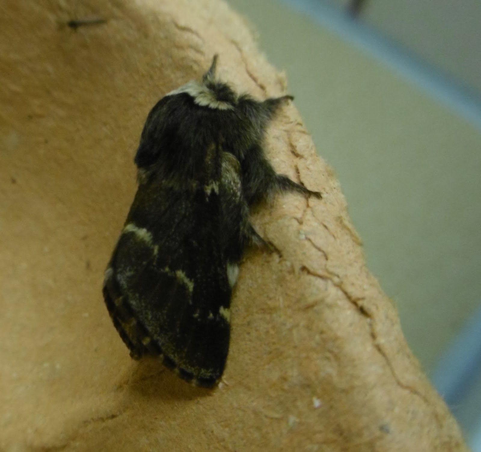 How Do Moths Have Fur