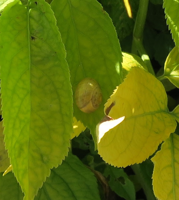 Pale greeny-yellow snail on pale, greeny-yellow elderberry leaves