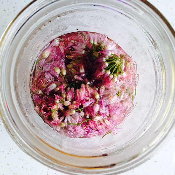 Chive Flower Vinegar Recipe MrBrownThumb