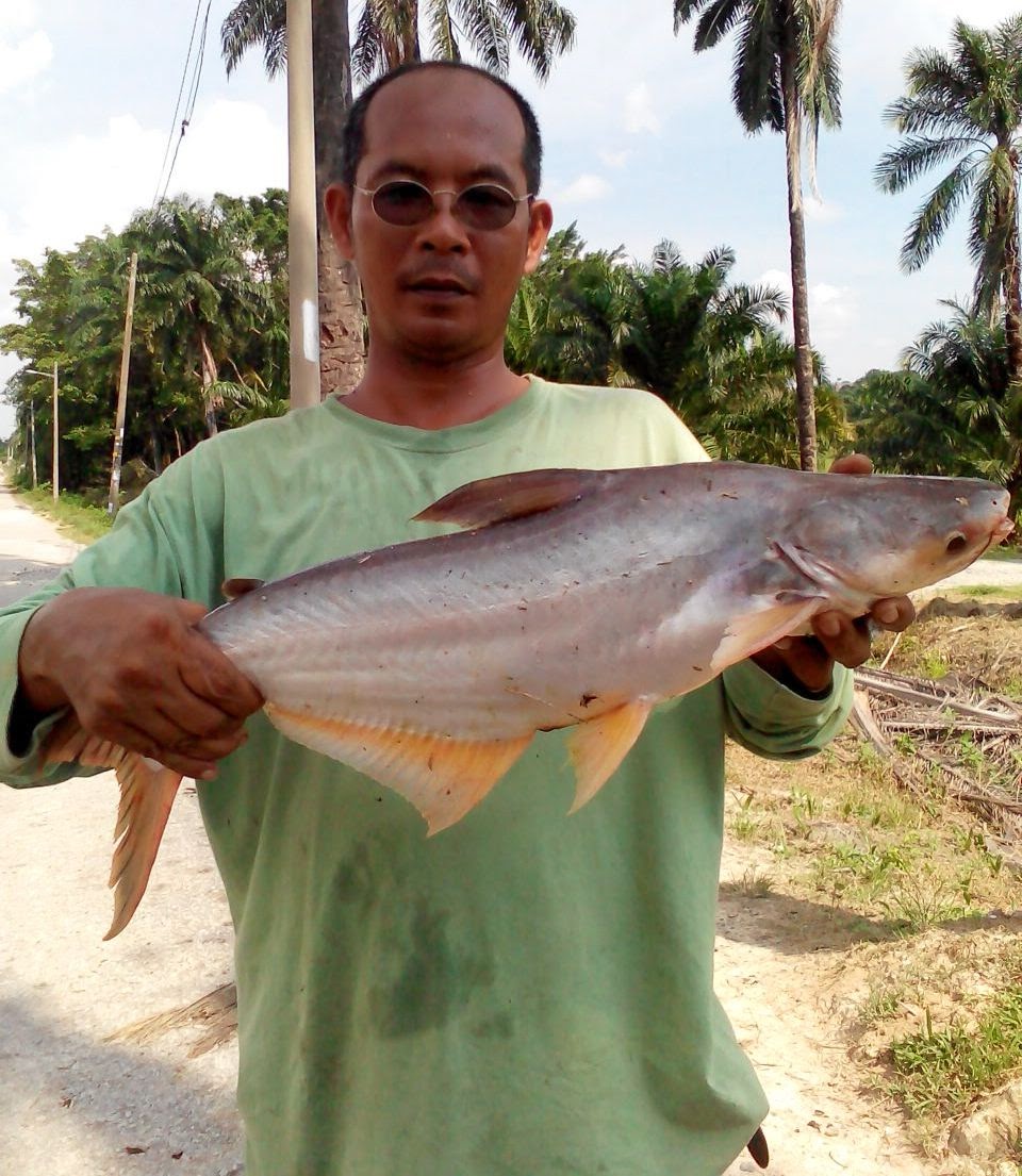Ikan Patin Sg Dengkil