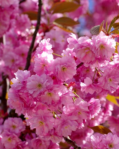 52 Koleksi Spesial Gambar Bunga Sakura Terindah Di Jepang