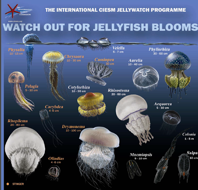 Identifying Characteristics Of Jellyfish