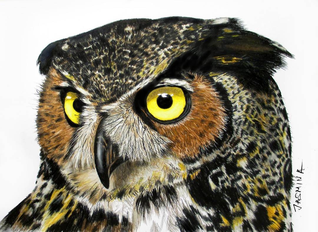 Drawing Realistic Colored Pencil Owl Clătită Blog