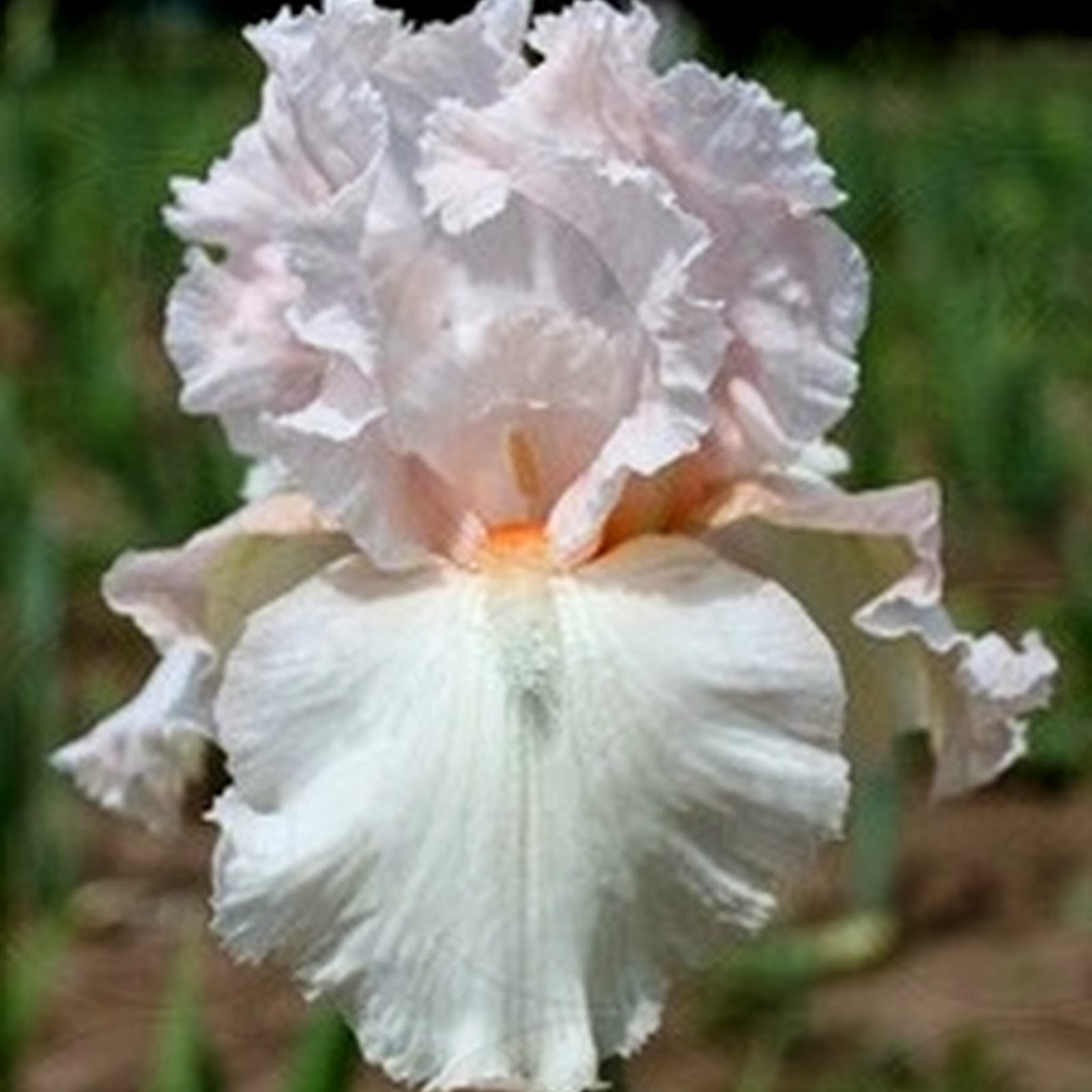 TALL BEARDED IRIS 2013 PLANTINGS Sowing the Seeds