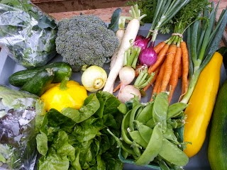 Jen & Derek's Organic Farm vegetables