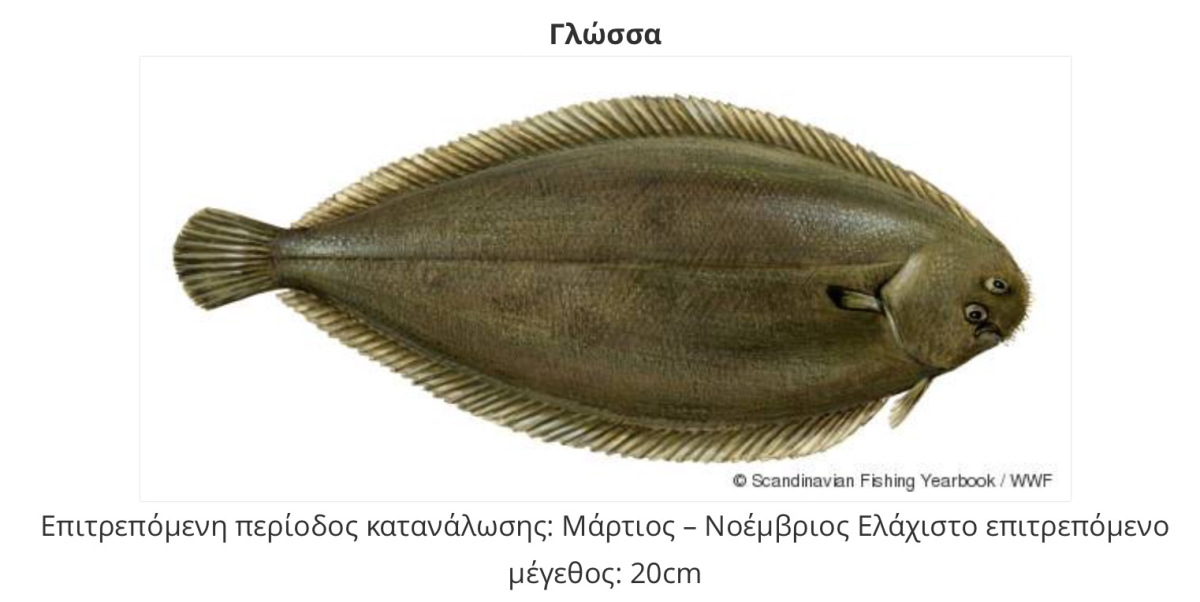 6 класс русский язык рыб. Морской язык рыба. Solea рыба. Европейская солея. Тонга рыба.