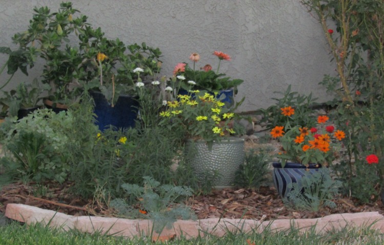 What's in Bloom at the End of October in Paso Robles? Walk with me through my Paso Robles neighborhood to see what's blooming.